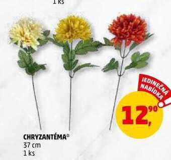 Penny Market Chryzantéma, 1 ks nabídka