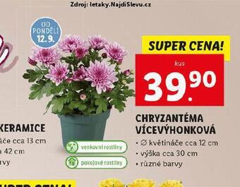 Lidl Chryzantéma nabídka