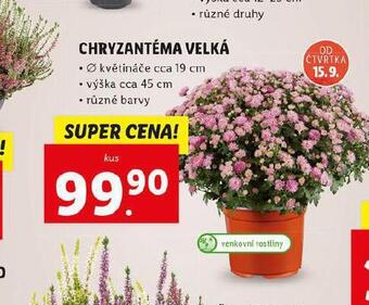 Lidl Chryzantéma nabídka