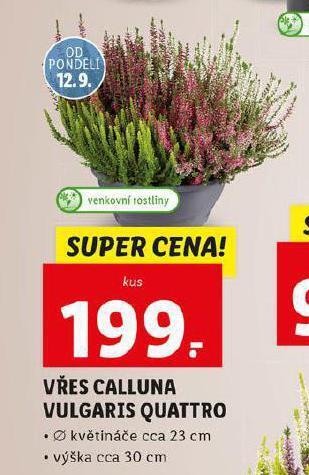 Lidl Vřes calluna nabídka