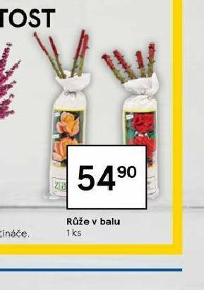 Tesco Růže v balu nabídka