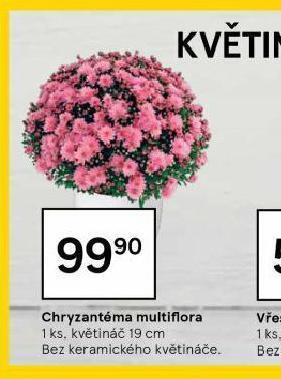 Tesco Chryzantéma multiflora nabídka