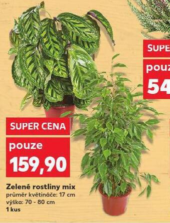 Kaufland Zelené rostliny mix nabídka