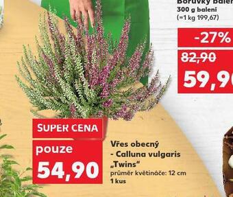 Kaufland Vřes obecný nabídka