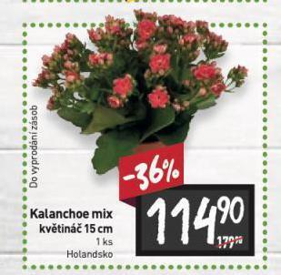 Billa Kalanchoe nabídka