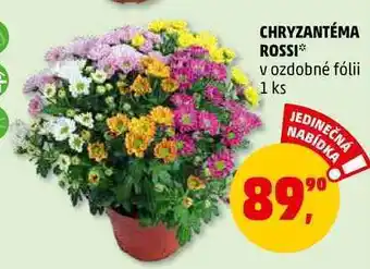 Penny Market Chryzantéma rossi, 1 ks nabídka