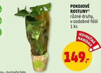 Penny Market Pokojové rostliny, 1 ks nabídka
