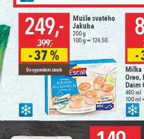 Mušle svatého jakuba
