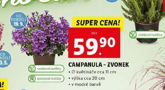 Lidl Campanula - zvonek nabídka