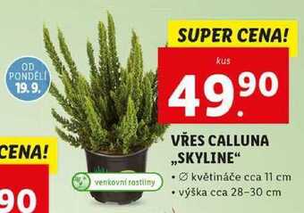 Lidl Vřes calluna ,,skyline" nabídka