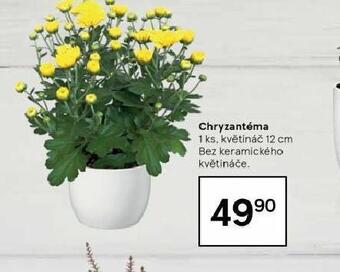 Tesco Chryzantéma nabídka