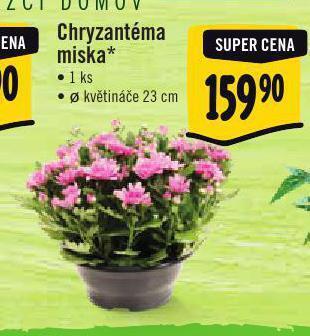 Jip Chryzantéma miska nabídka