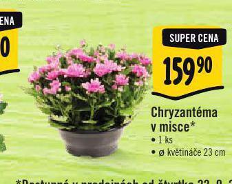 Albert Chryzantéma miska nabídka