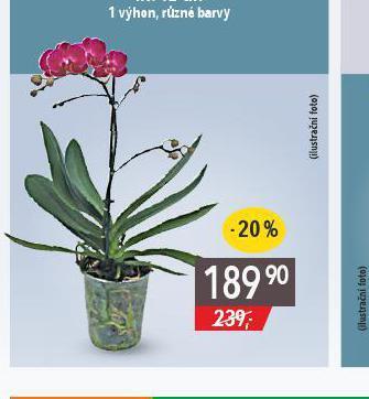 Globus Orchidea - phalaenopsis nabídka