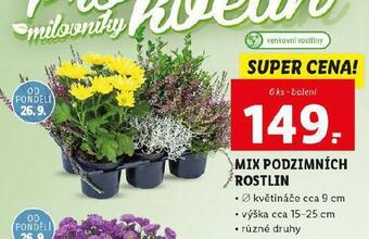 Lidl Mix podzimních rostlin nabídka
