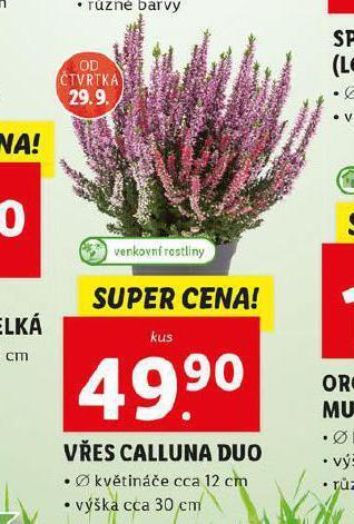 Vřes calluna