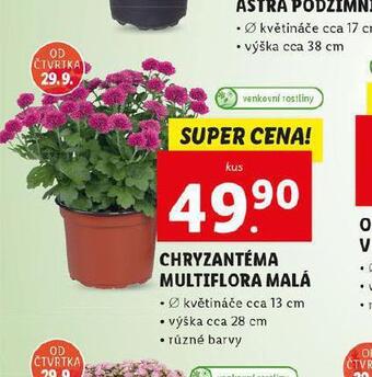 Chryzantéma multiflora