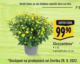 Albert Chryzantéma nabídka