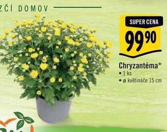 Albert Chryzantéma, pr. květináče 15 cm nabídka