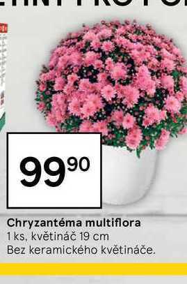 Tesco Chryzantéma multiflora 1 ks nabídka