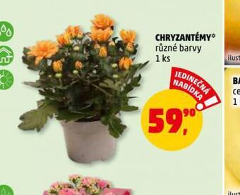 Penny Market Chryzantéma nabídka