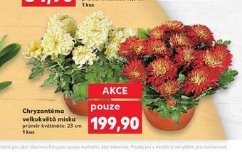 Kaufland Chryzantéma velkokvětá miska nabídka