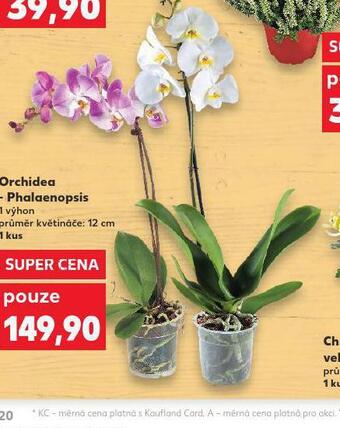 Kaufland Orchidea - phalaenopsis nabídka