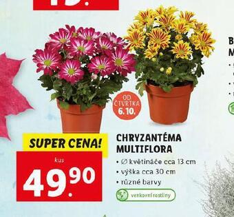 Lidl Chryzantéma multiflora nabídka