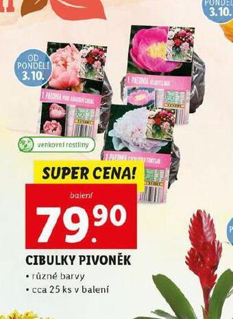 Lidl Cibulky pivoněk nabídka