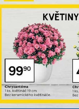 Tesco Chryzantéma nabídka