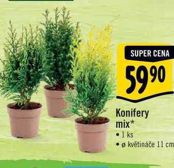 Albert Konifery mix, pr. květináče 11 cm nabídka