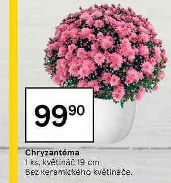 Tesco Chryzantéma 1 ks nabídka