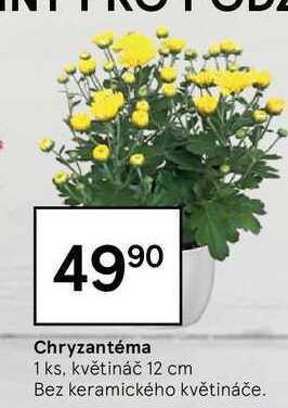 Tesco Chryzantéma 1 ks nabídka