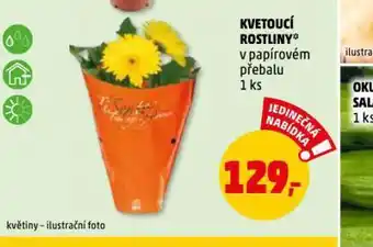 Kvetoucí rostliny