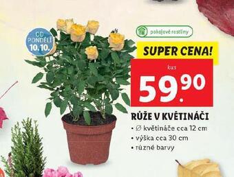 Lidl Růže v květináči nabídka