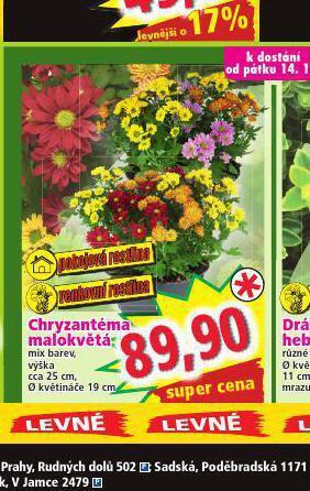 Norma Chryzantéma malokvětá nabídka