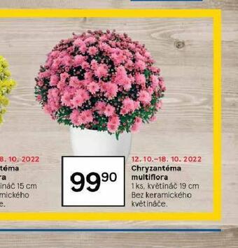 Tesco Chryzantéma multiflora nabídka