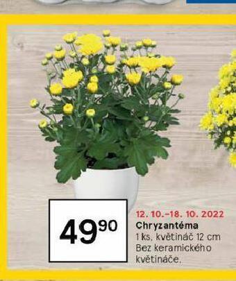 Tesco Chryzantéma nabídka