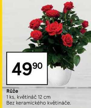 Tesco Růže 1 ks nabídka
