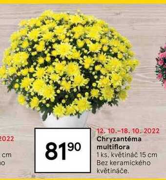 Tesco Chryzantéma multiflora 1 ks nabídka