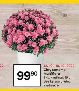 Tesco Chryzantéma multiflora 1 ks nabídka