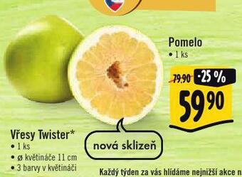 Albert Pomelo nabídka