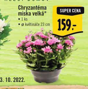 Albert Chryzantéma miska velká nabídka