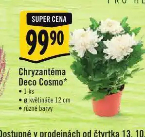 Albert Chryzantéma deco cosmo nabídka