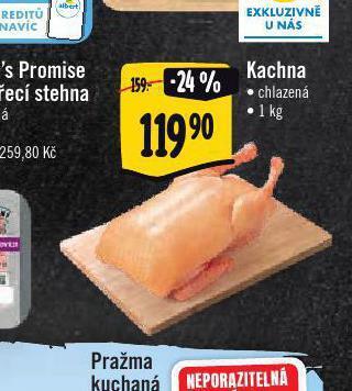 Albert Kachna nabídka