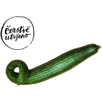 Čerstvě utrženo – okurka hadovka (hugo), bez folie, nestandard