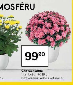 Tesco Chryzantéma nabídka