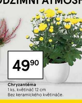 Tesco Chryzantéma 1 ks nabídka