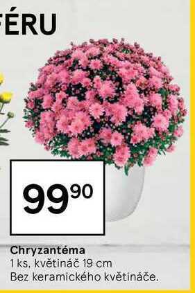 Tesco Chryzantéma 1 ks nabídka