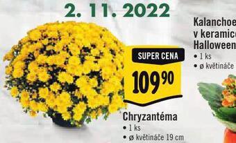 Albert Chryzantéma nabídka